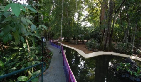 3 lugares para fazer trilha na floresta sem sair de Manaus, saiba onde