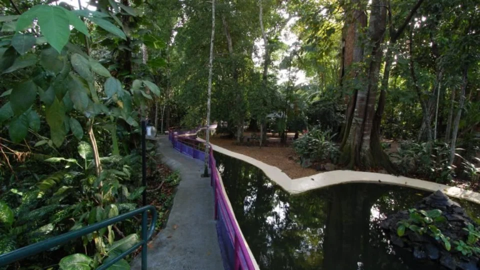 3 lugares para fazer trilha na floresta sem sair de Manaus, saiba onde