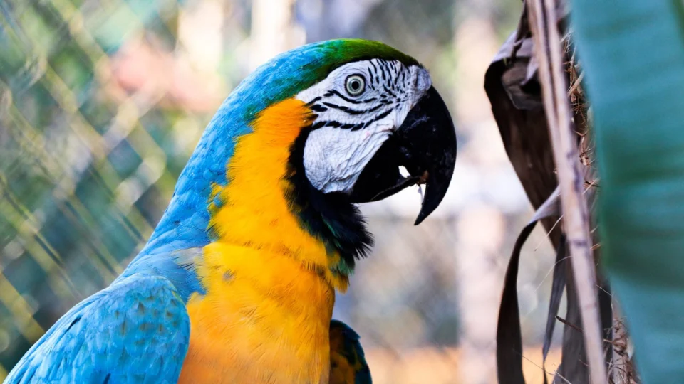 Zoológico do Cigs