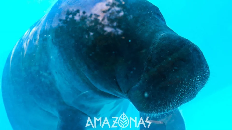 Bosque da Ciência: Um mergulho na Amazônia em plena Manaus