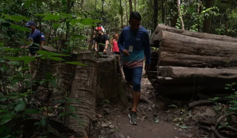 Trilha das Samaúmas