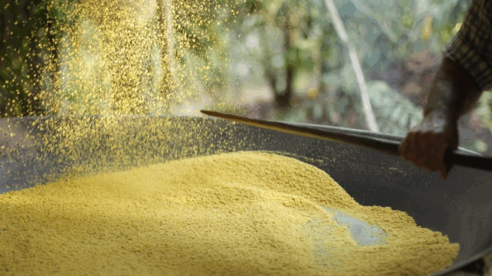 Descubra como é produzida a farinha da ovinha no Amazonas