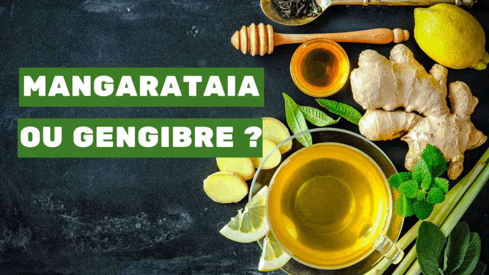 Gengibre ou Mangarataia ? Descubra agora a diferença