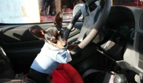 Morre Mike Tyson, pinscher famoso da Alvorada