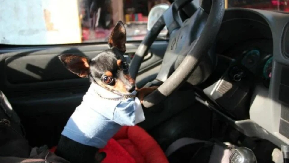 Morre Mike Tyson, pinscher famoso da Alvorada