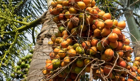 Pão de pupunha: conheça essa deliciosa receita