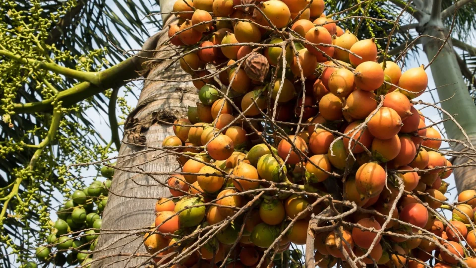 Pão de pupunha: conheça essa deliciosa receita
