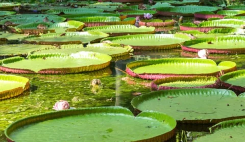 Semente da vitória-régia pode ser transformada em pipoca, confira