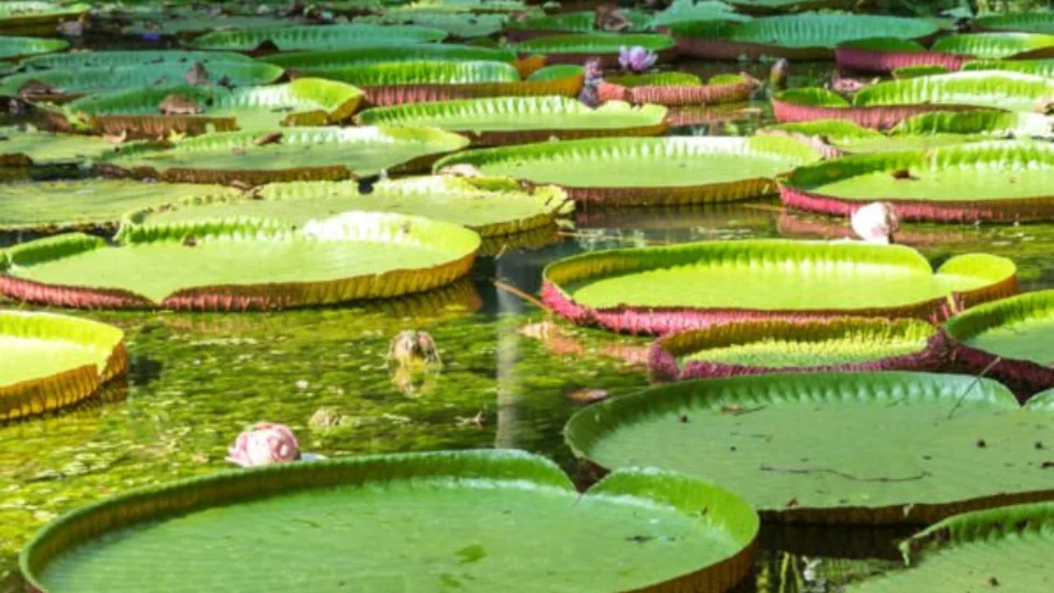 Semente da vitória-régia pode ser transformada em pipoca, confira