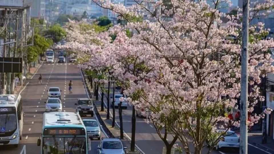 Ipês florescem e esbanjam beleza na avenida Djalma Batista, em Manaus