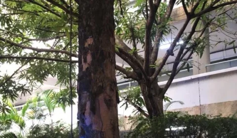 Dia mundial da árvore, o verdadeiro sentido da vida no planeta