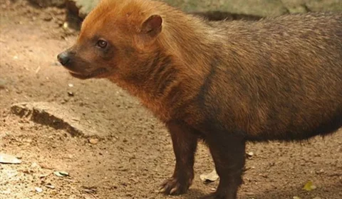 Cachorro Vinagre uma espécie rara encontrada no Amazonas