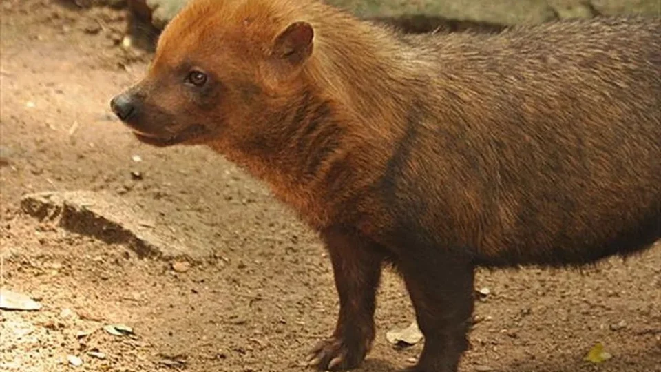 Cachorro Vinagre uma espécie rara encontrada no Amazonas