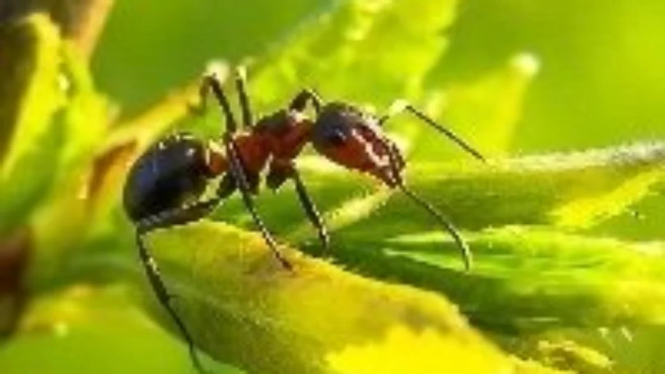 Você sabia que um impacto no chão nunca tiraria a vida de uma formiga, entenda