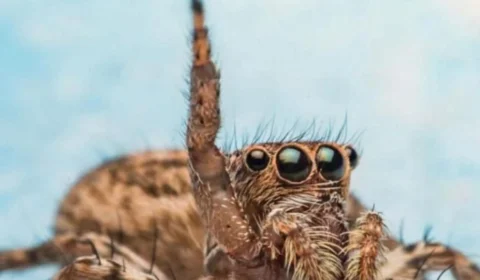 Veneno da aranha-de-bananeira pode causar impotência sexual