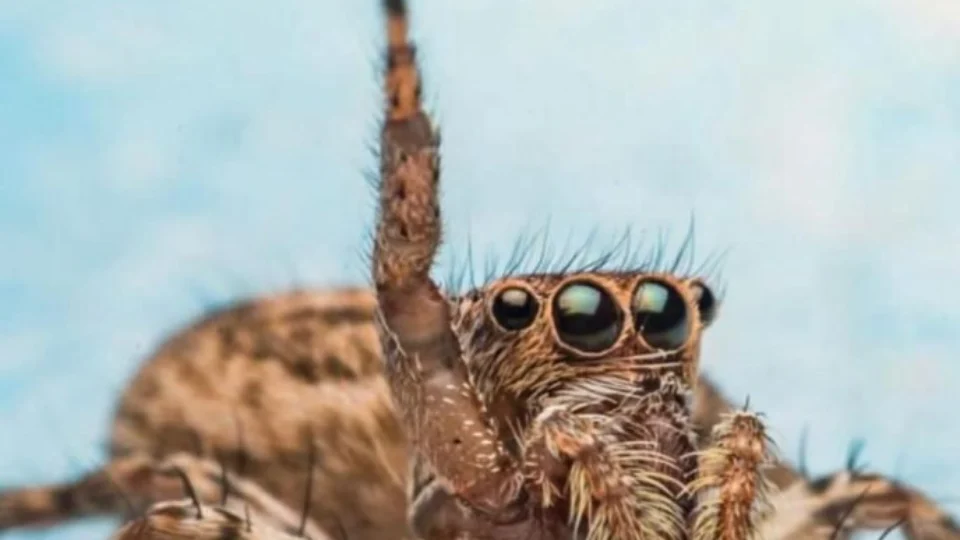Veneno da aranha-de-bananeira pode causar impotência sexual