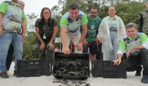 Wilson Lima participa da soltura de 20 mil filhotes de quelônios que foram devolvidos à natureza