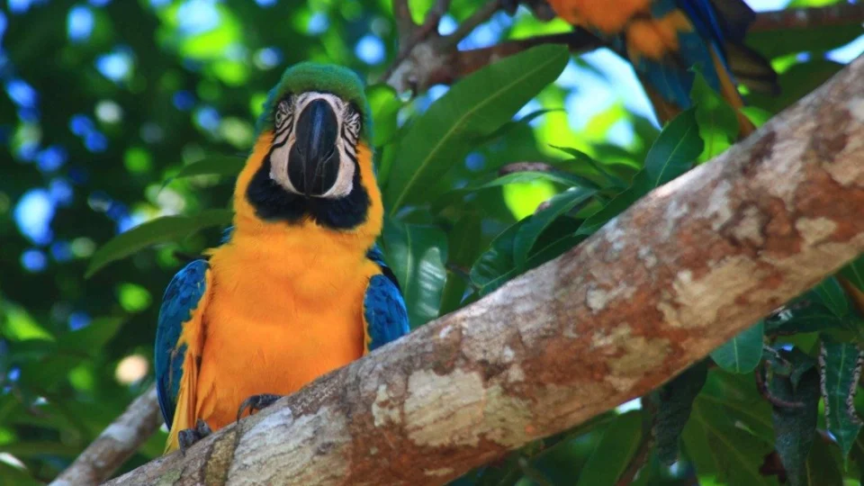 Dia Mundial do Ecoturismo: conheça iniciativas de turismo aliado ao meio ambiente
