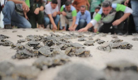 Amazonas captou mais de R$ 75 milhões para projetos ambientais nos primeiros 100 dias de 2023