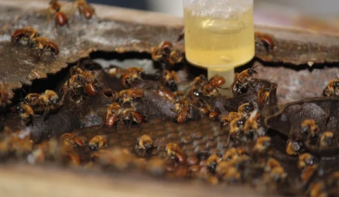 Doce turismo: Boa Vista do Ramos é destino de produção de mel