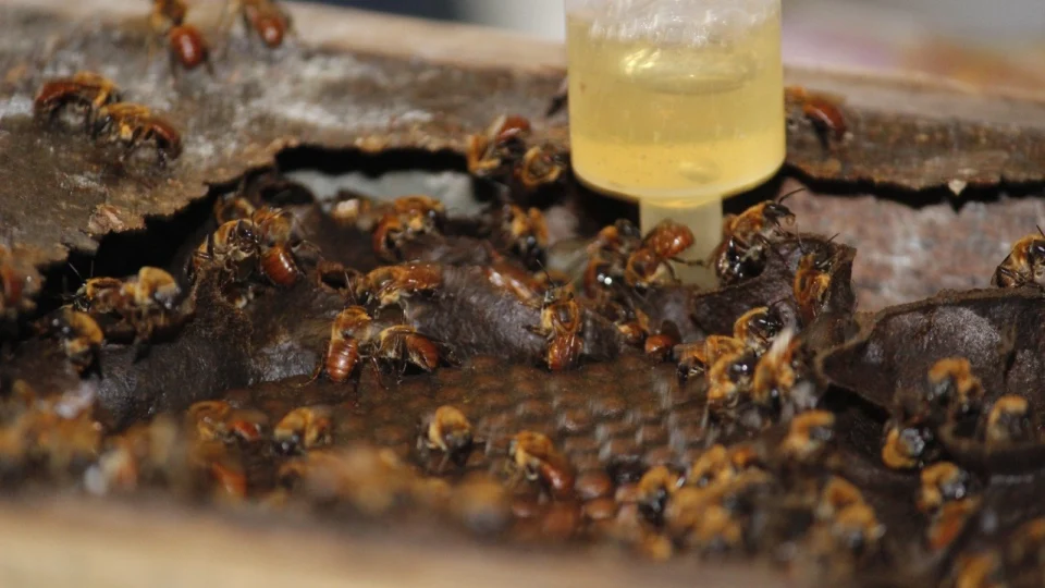 Doce turismo: Boa Vista do Ramos é destino de produção de mel