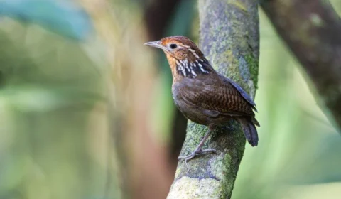Birdwatching: Observação de pássaros promove ecoturismo no Amazonas