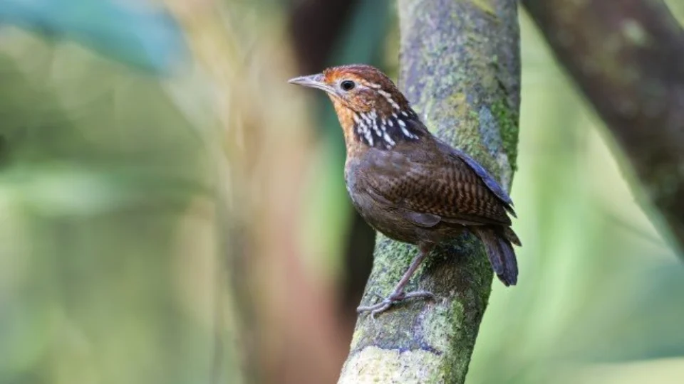Birdwatching: Observação de pássaros promove ecoturismo no Amazonas