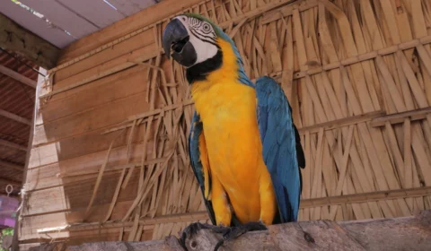 Nunca toque, observe: Amazonastur ressalta importância de proteção aos animais no turismo