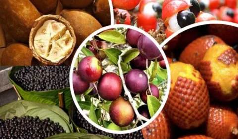 Descubra as frutas exclusivas da Amazônia