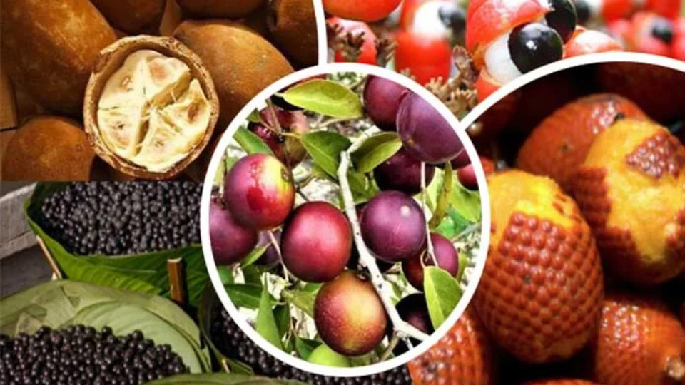Descubra as frutas exclusivas da Amazônia