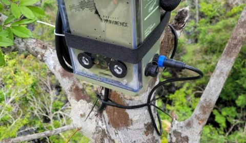 Instituto Mamirauá é finalista de uma das maiores competições de tecnologia para monitoramento da biodiversidade do mundo