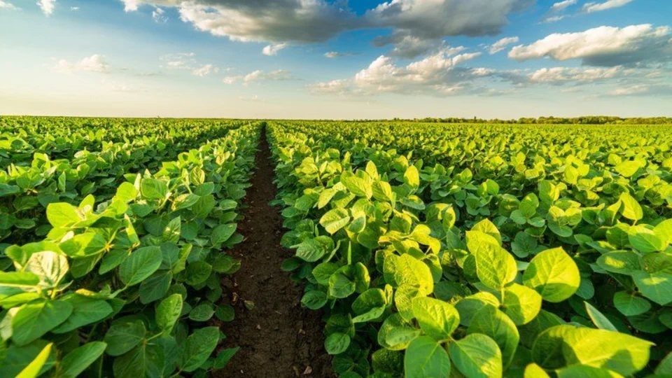 Adaf alerta produtores sobre o prazo final do vazio sanitário da soja