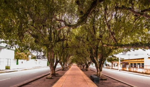 Cidade do Amazonas tem a maior Avenida de Túnel Verde do Brasil, saiba onde é