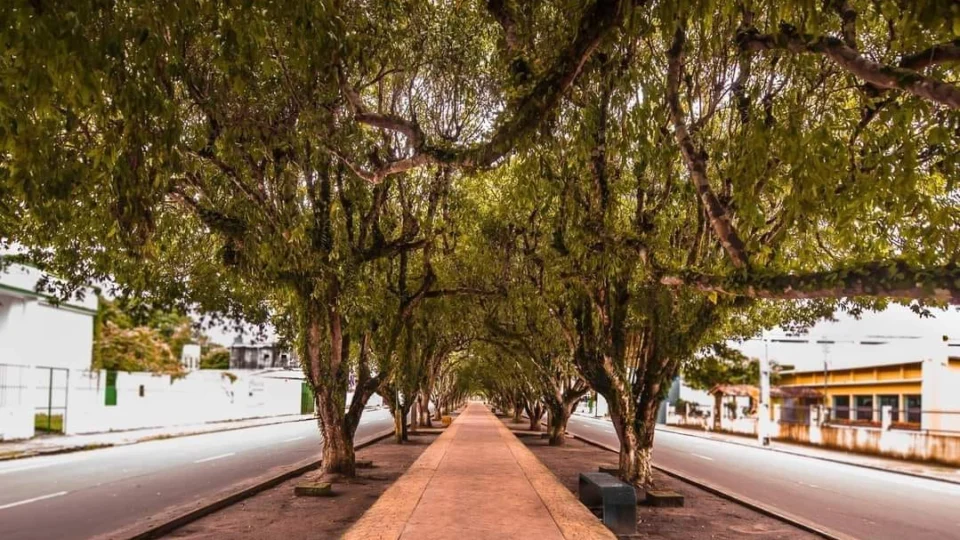 Cidade do Amazonas tem a maior Avenida de Túnel Verde do Brasil, saiba onde é