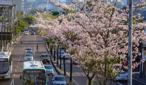 Ipês florescem e esbanjam beleza na avenida Djalma Batista, em Manaus