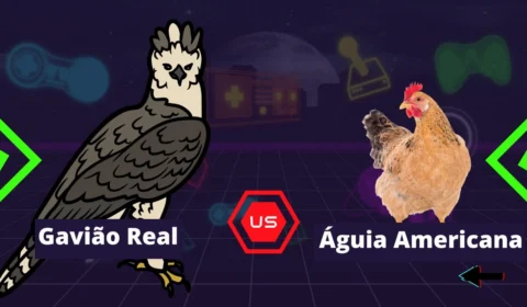 Gavião real x Águia americana – saiba diferença entre as aves de rapina
