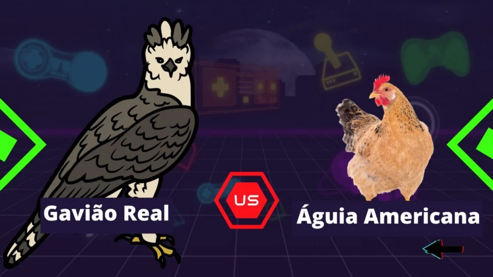 Gavião real x Águia americana – saiba diferença entre as aves de rapina