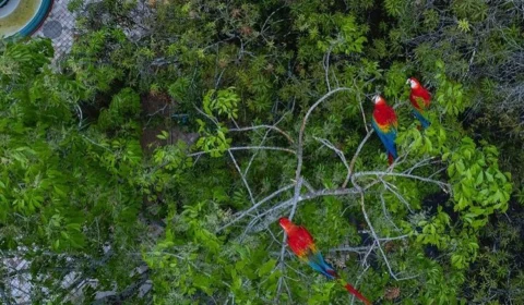 Praça em Manaus é “lar” de araras vermelhas, saiba onde é