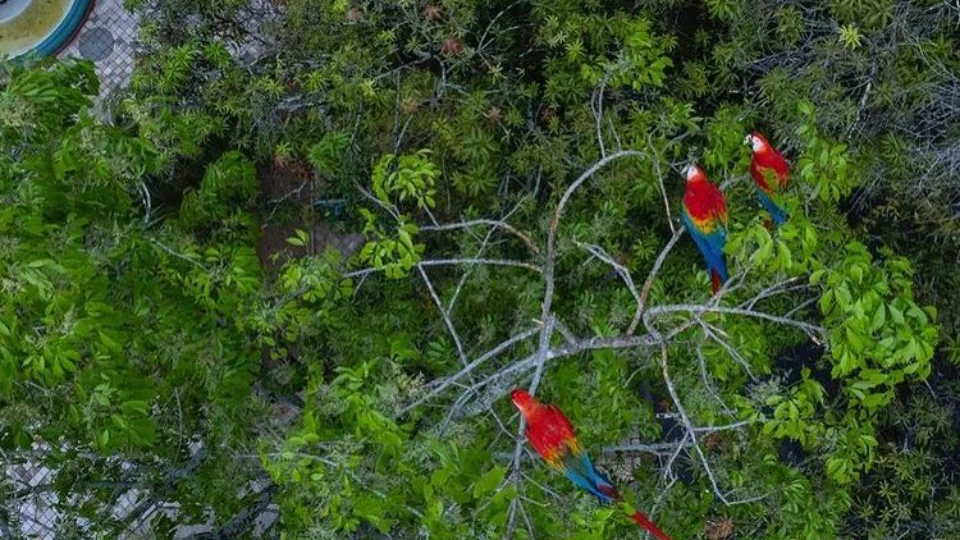 Praça em Manaus é “lar” de araras vermelhas, saiba onde é