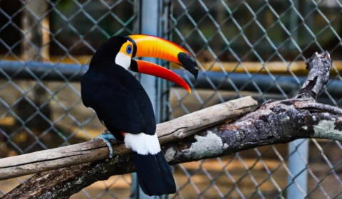 Zoológico do CIGS abre as portas gratuitamente em comemoração à Semana do Soldado