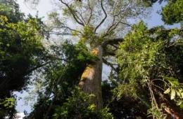 Floresta em pé vale R$ 100 bilhões por ano e sustenta chuva que abastece o agro brasileiro
