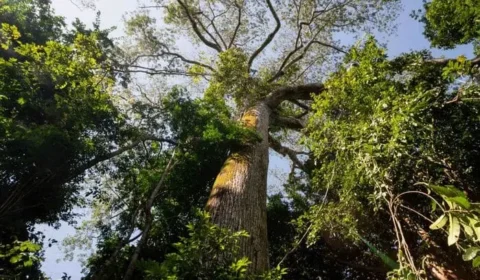 Floresta em pé vale R$ 100 bilhões por ano e sustenta chuva que abastece o agro brasileiro