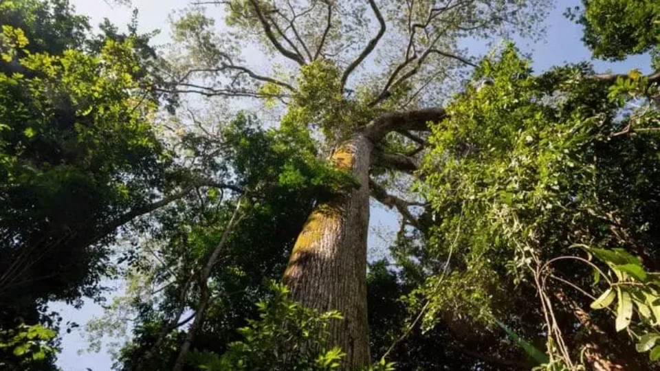 Floresta em pé vale R$ 100 bilhões por ano e sustenta chuva que abastece o agro brasileiro