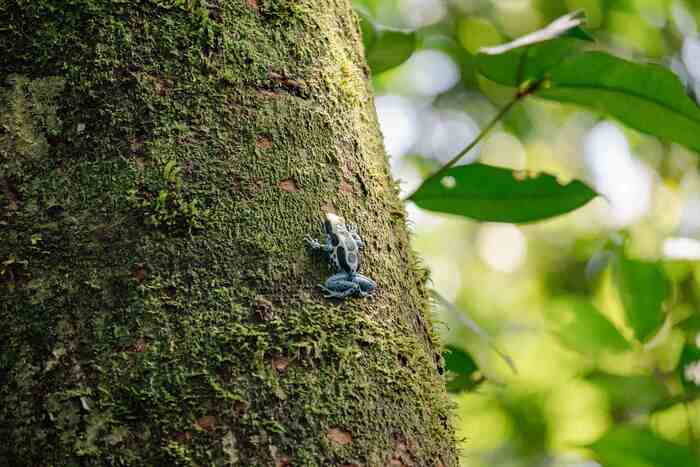 Amazônia: Mitos e Verdades Sobre a Floresta e a Atuação da FAS
