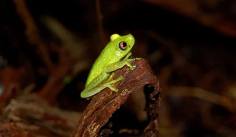Museu da Amazônia promove trilha noturna para observação da fauna e flora no dia 29 de maio