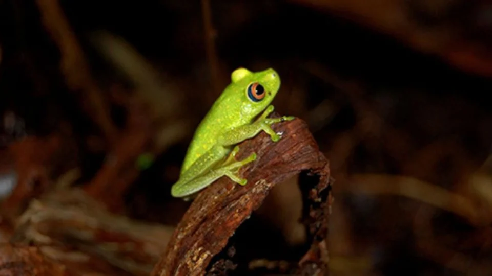 Museu da Amazônia promove trilha noturna para observação da fauna e flora no dia 29 de maio