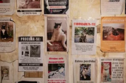 “Mata-Gato”: Curta de terror amazonense estreia dia 23 de julho