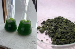 Startup da Amazônia cria biosolução com microalgas para reduzir uso da soja e agrotóxicos