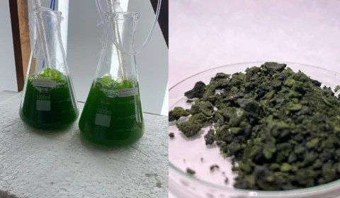 Startup da Amazônia cria biosolução com microalgas para reduzir uso da soja e agrotóxicos