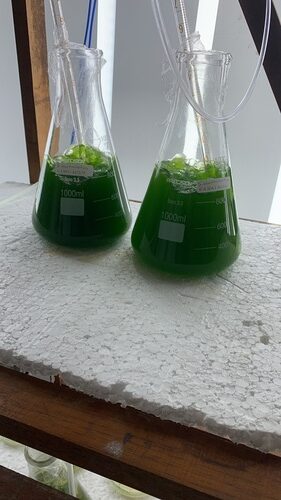 Startup da Amazônia cria biosolução com microalgas para reduzir uso da soja e agrotóxicos